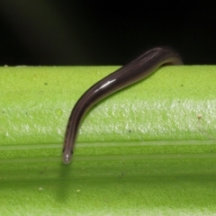 Anisorhynchodemus guttatus at Acton, ACT - 21 Feb 2021