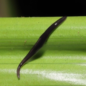 Anisorhynchodemus guttatus at Acton, ACT - 21 Feb 2021