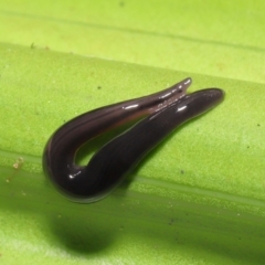 Anisorhynchodemus guttatus at Acton, ACT - 21 Feb 2021