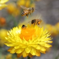 Apis mellifera (European honey bee) at Acton, ACT - 21 Feb 2021 by TimL