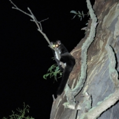 Petauroides volans (Greater Glider) at Uriarra, NSW - 20 Feb 2021 by Sarah2019