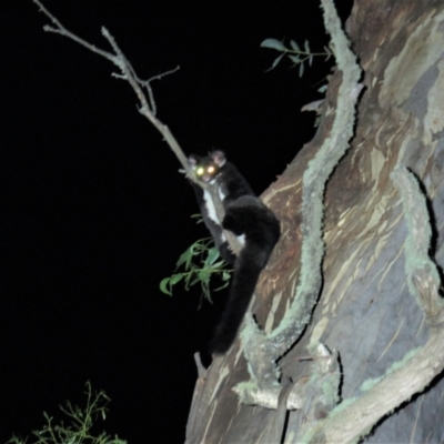 Petauroides volans (Greater Glider) at Brindabella National Park - 20 Feb 2021 by Sarah2019