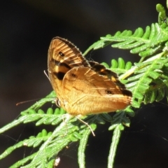 Heteronympha penelope (Shouldered Brown) at Cotter River, ACT - 20 Feb 2021 by Sarah2019