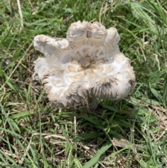 Unverified Fungus at Ginninderry Conservation Corridor - 19 Feb 2021 by Eland