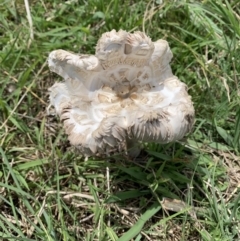 Unidentified Fungus at Ginninderry Conservation Corridor - 19 Feb 2021 by Eland