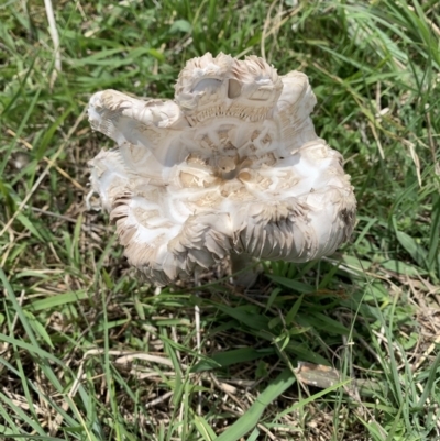 Unverified Fungus at Ginninderry Conservation Corridor - 19 Feb 2021 by Eland