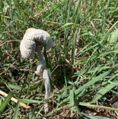 Chlorophyllum/Macrolepiota sp. (genus) at Holt, ACT - 19 Feb 2021 by Eland