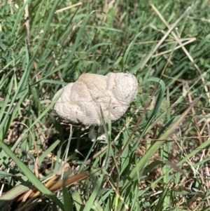 Chlorophyllum/Macrolepiota sp. (genus) at Holt, ACT - 19 Feb 2021