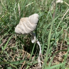 Chlorophyllum/Macrolepiota sp. (genus) at Holt, ACT - 19 Feb 2021