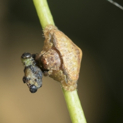 Dolophones sp. (genus) (Wrap-around spider) at Higgins, ACT - 22 Feb 2021 by AlisonMilton