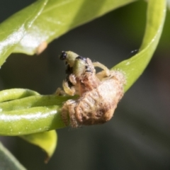 Dolophones sp. (genus) at Higgins, ACT - 22 Feb 2021