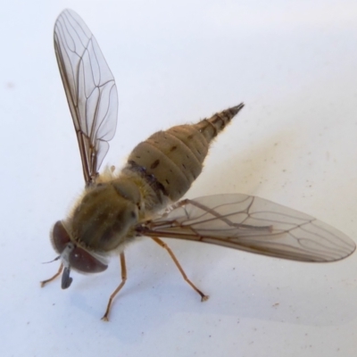 Trichophthalma punctata (Tangle-vein fly) at Yass River, NSW - 21 Feb 2021 by SenexRugosus