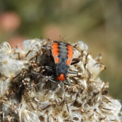 Melanerythrus mutilatus (A seed eating bug) at Namadgi National Park - 19 Feb 2021 by MatthewFrawley