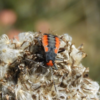 Melanerythrus mutilatus (A seed eating bug) at Cotter River, ACT - 20 Feb 2021 by MatthewFrawley