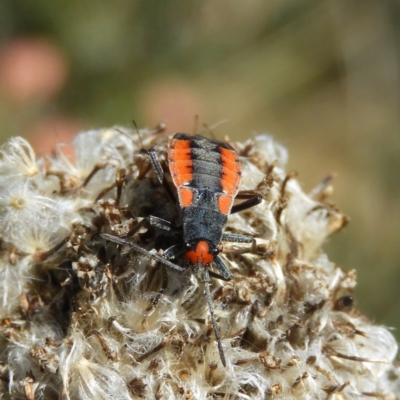 Melanerythrus mutilatus (A seed eating bug) at Cotter River, ACT - 19 Feb 2021 by MatthewFrawley