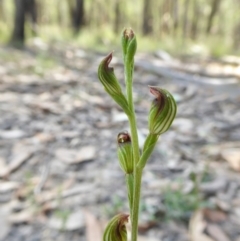 Speculantha rubescens (Blushing Tiny Greenhood) at Yass River, NSW - 21 Feb 2021 by SenexRugosus
