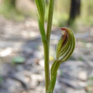 Speculantha rubescens at Yass River, NSW - 21 Feb 2021