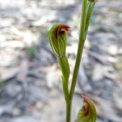 Speculantha rubescens at Yass River, NSW - 21 Feb 2021