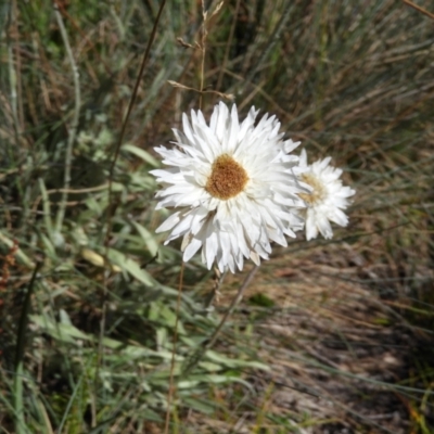 Leucochrysum alpinum (Alpine Sunray) at Cotter River, ACT - 19 Feb 2021 by MatthewFrawley