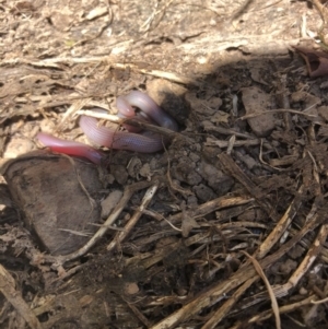 Anilios nigrescens at Carwoola, NSW - suppressed