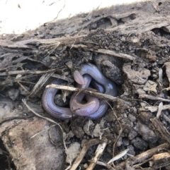 Anilios nigrescens at Carwoola, NSW - 16 Jan 2021