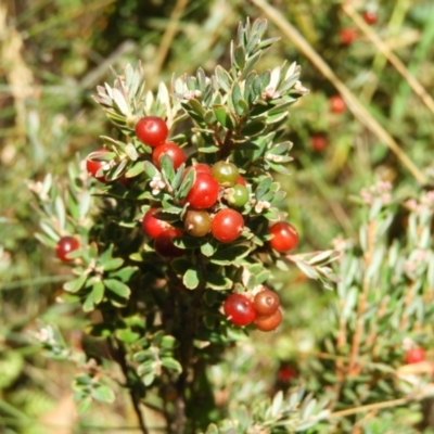 Acrothamnus hookeri (Mountain Beard Heath) at Cotter River, ACT - 20 Feb 2021 by MatthewFrawley