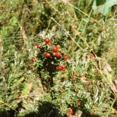 Acrothamnus hookeri at Cotter River, ACT - 20 Feb 2021