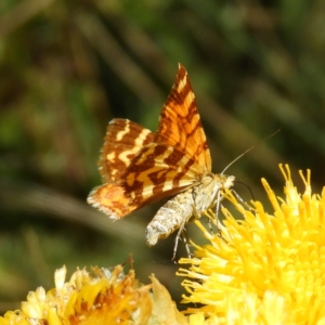 Chrysolarentia chrysocyma at Cotter River, ACT - 20 Feb 2021