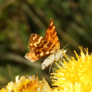 Chrysolarentia chrysocyma at Cotter River, ACT - 20 Feb 2021 11:18 AM