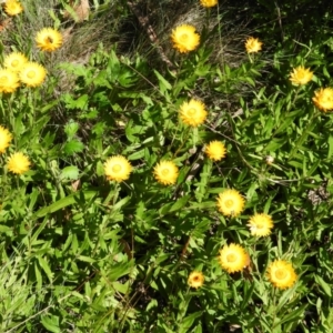 Xerochrysum subundulatum at Cotter River, ACT - 20 Feb 2021