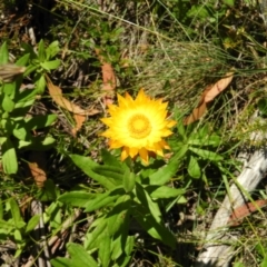 Xerochrysum subundulatum at Cotter River, ACT - 20 Feb 2021