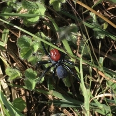 Missulena occatoria (Red-headed Mouse Spider) at Lyons, ACT - 21 Feb 2021 by LOz