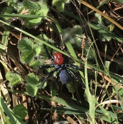 Missulena occatoria (Red-headed Mouse Spider) at Lyons, ACT - 22 Feb 2021 by LOz