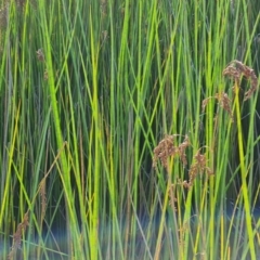 Baumea articulata (Jointed Twig-rush) at O'Malley, ACT - 20 Feb 2021 by Mike