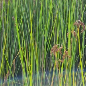 Machaerina articulata at O'Malley, ACT - 21 Feb 2021