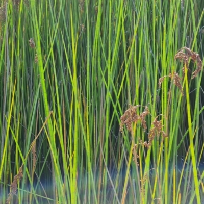 Machaerina articulata (Jointed Twig-rush) at O'Malley, ACT - 21 Feb 2021 by Mike