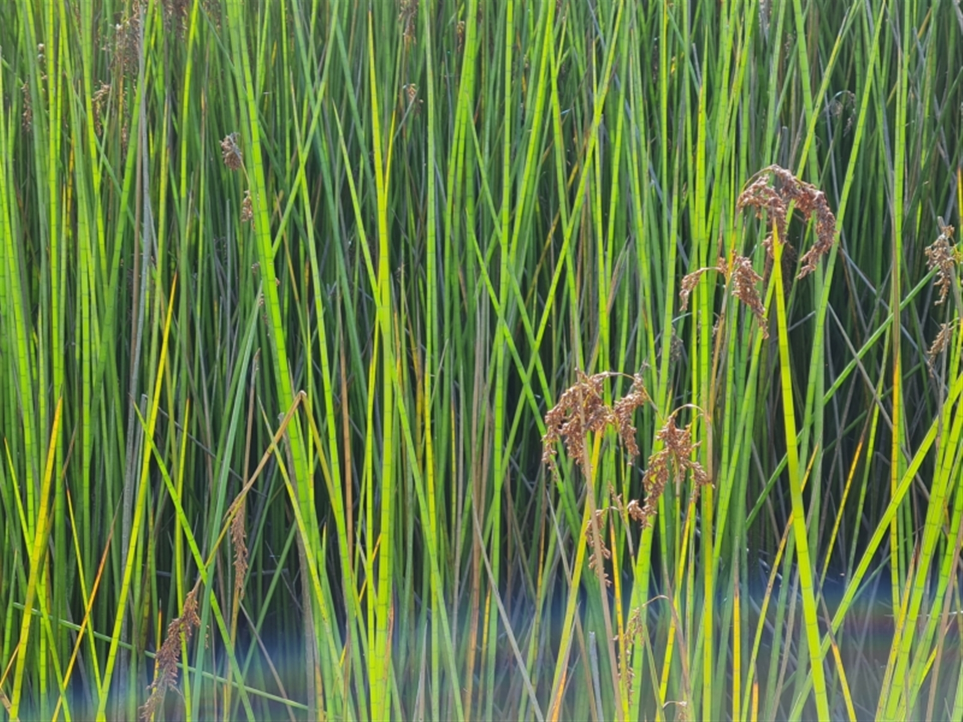 Baumea articulata at Mount Mugga Mugga - Canberra & Southern Tablelands NSW