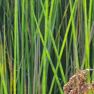 Baumea articulata at O'Malley, ACT - 21 Feb 2021