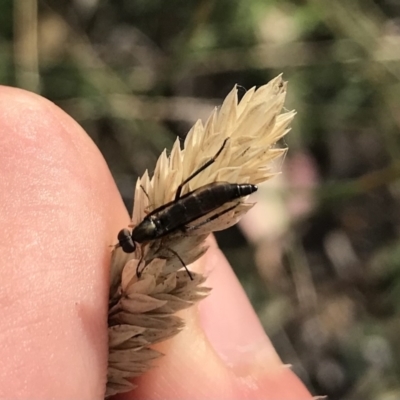 Therevidae (family) (Unidentified stiletto fly) at Garran, ACT - 18 Feb 2021 by Tapirlord