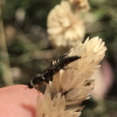 Therevidae (family) at Garran, ACT - 18 Feb 2021