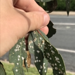 Unidentified Psyllid, lerp, aphid or whitefly (Hemiptera, several families) at Garran, ACT - 18 Feb 2021 by Tapirlord