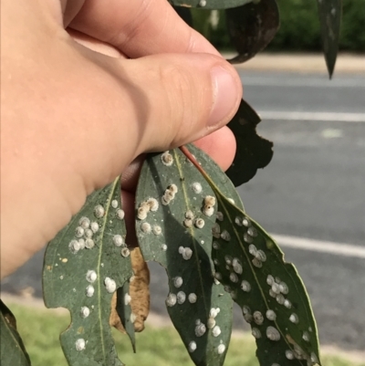 Unidentified Psyllid, lerp, aphid or whitefly (Hemiptera, several families) at Garran, ACT - 18 Feb 2021 by Tapirlord