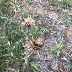 Carthamus lanatus (Saffron Thistle) at Hughes, ACT - 18 Feb 2021 by Tapirlord