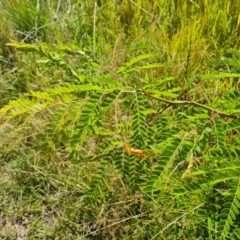 Gleditsia triacanthos (Honey Locust, Thorny Locust) at Mount Mugga Mugga - 20 Feb 2021 by Mike