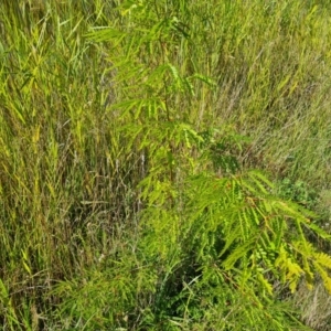 Gleditsia triacanthos at O'Malley, ACT - 21 Feb 2021