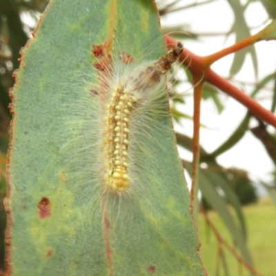 Uraba lugens (Gumleaf Skeletonizer) at West Belconnen Pond - 19 Feb 2021 by Christine