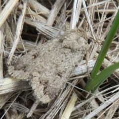 Proteuxoa (genus) (A Noctuid moth) at Dunlop, ACT - 19 Feb 2021 by Christine