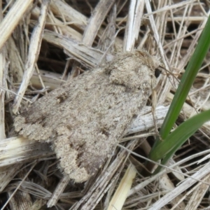 Proteuxoa (genus) at Dunlop, ACT - 19 Feb 2021