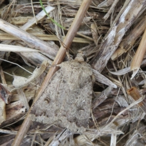 Proteuxoa (genus) at Dunlop, ACT - 19 Feb 2021