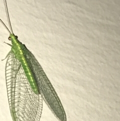 Chrysopidae (family) (Unidentified Green lacewing) at Garran, ACT - 18 Feb 2021 by Tapirlord